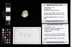 Foto (Objekt + Etikett) von Discutiolira moesica (Muţiu & Bădăluţă, 1971)  (NHMW-GEO-2014-0194-0634)